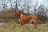 DOGUE DE BORDEAUX 160